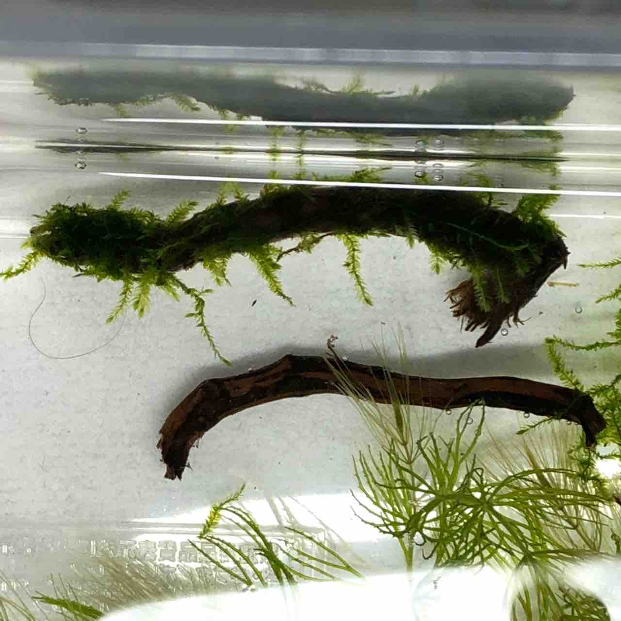 流木に巻きつけたウィローモス 我が家の窓辺