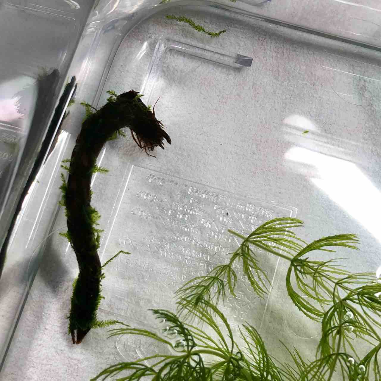 流木に巻きつけたウィローモス 我が家の窓辺