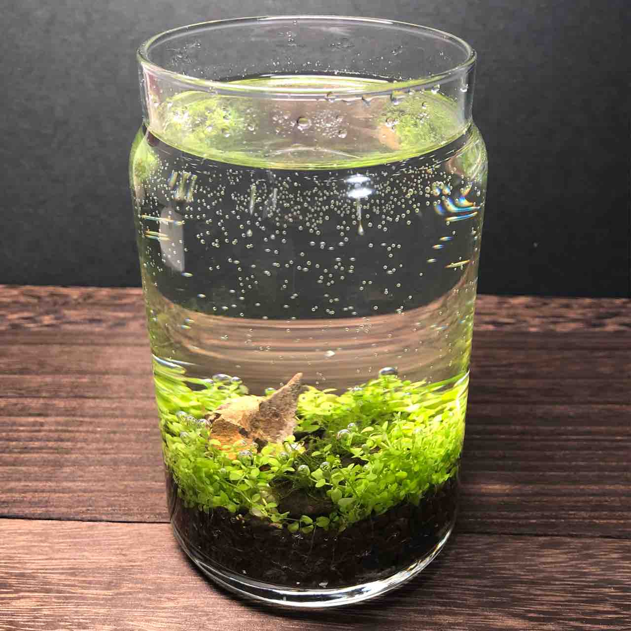 緑の絨毯 我が家の窓辺