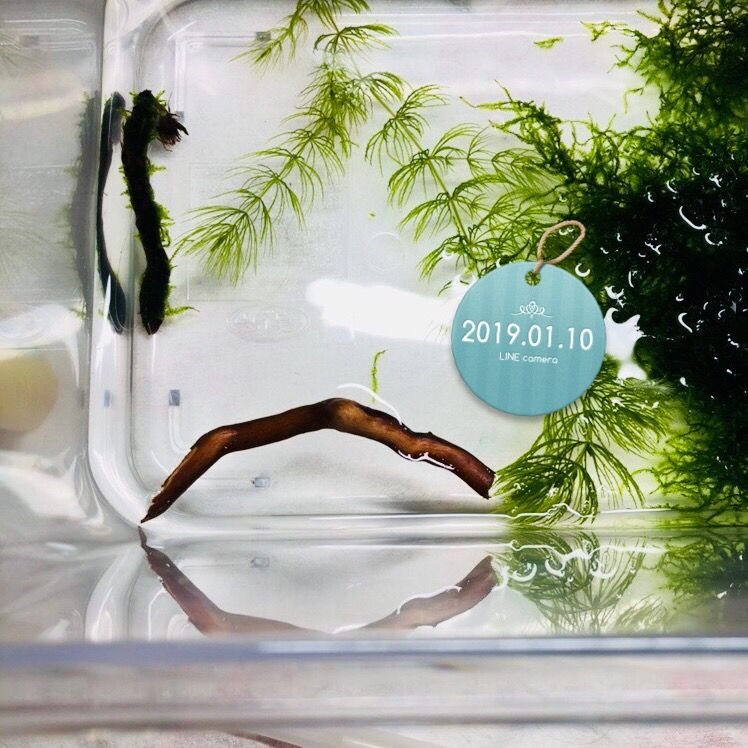 19年01月14日 我が家の窓辺