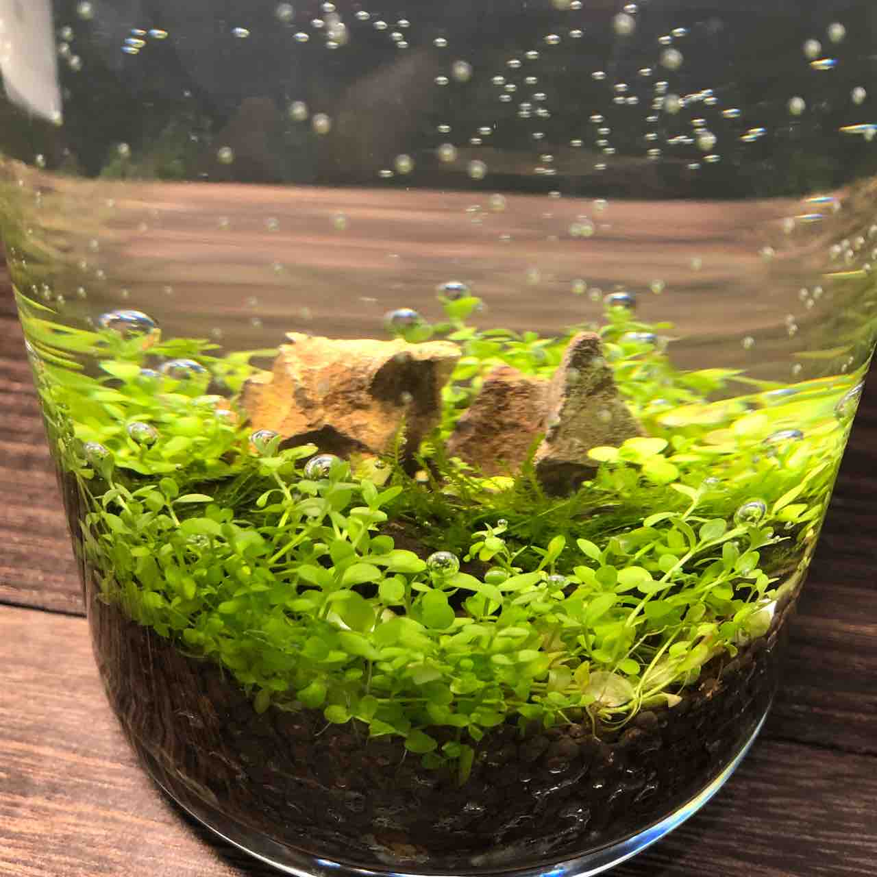 緑の絨毯 我が家の窓辺