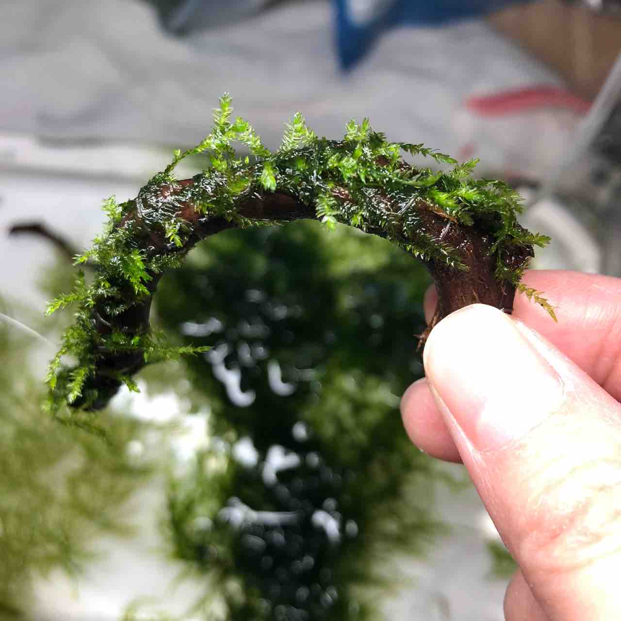 流木に巻きつけたウィローモス 我が家の窓辺