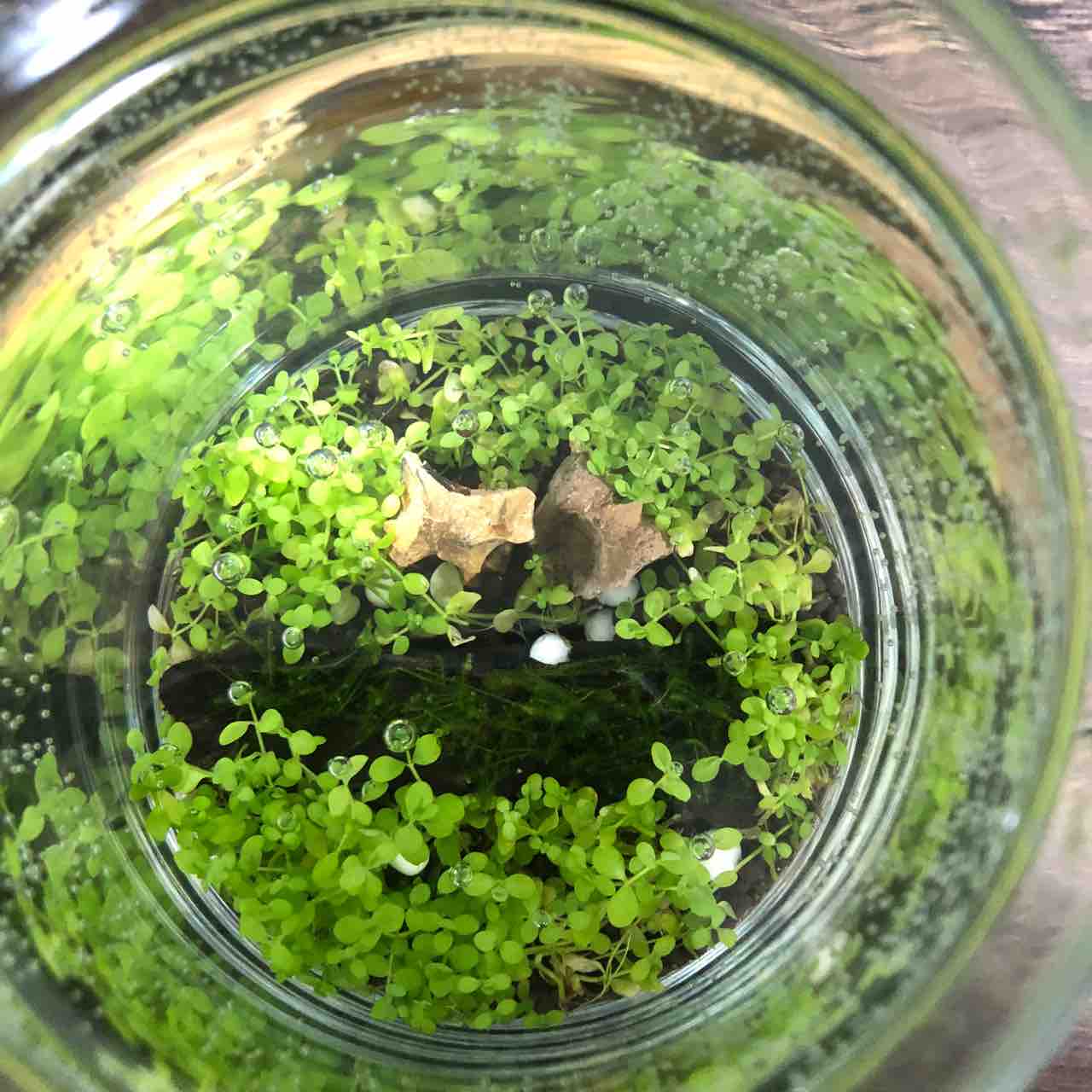 緑の絨毯 我が家の窓辺