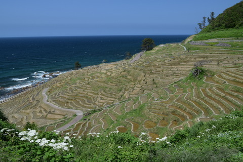 DSC_0040(2)