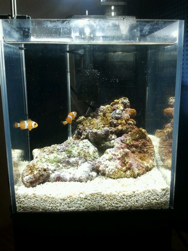 クロスミニにカクレクマノミ２匹導入 １１月２３日 ニッソー クロスミニ 超小型オーバーフロー水槽