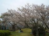 西海橋公園の桜満開
