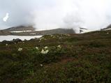高山植物がしっかり咲いている