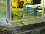 魚を店先で待つ水鳥