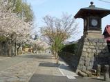 本妙寺境内も桜満開