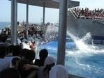 イルカの水しぶき