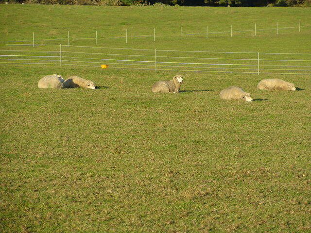 DSC04071