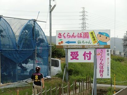 滋賀県竜王町で さくらんぼ狩り ケンちゃんの来て みて