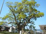 川古の大楠