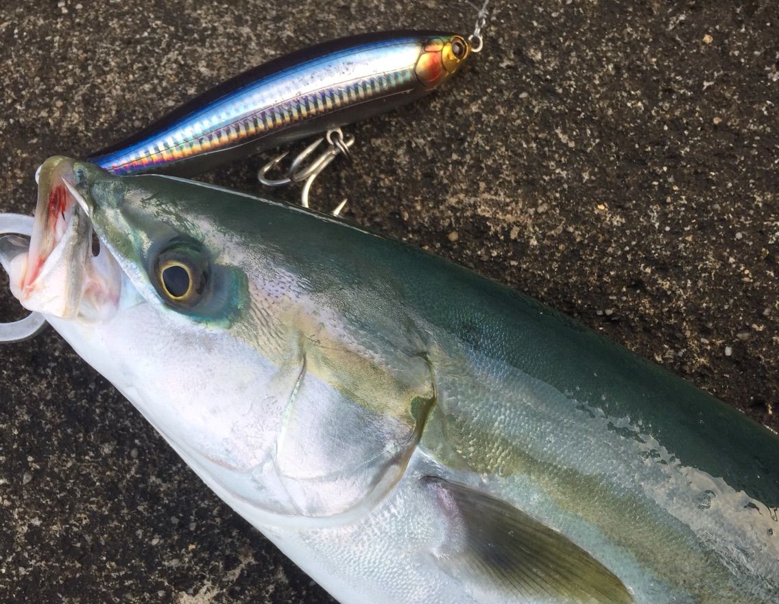 南紀 青物強化月間 Y師匠の釣りブログ 南紀 青物強化月間 Y師匠の釣りブログ