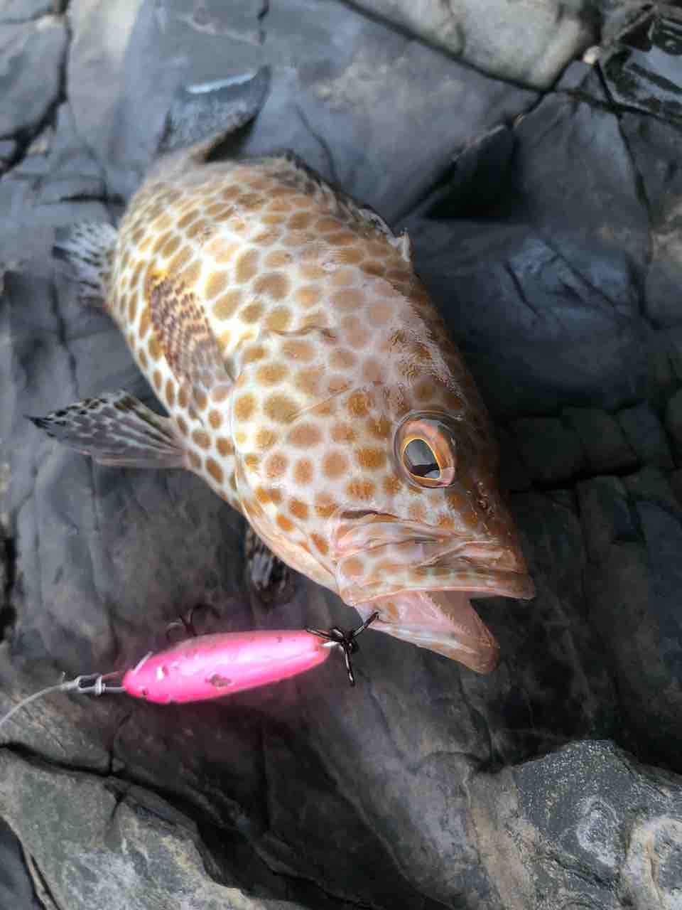 パニクルミニぶっ飛びメバルチューン Y師匠の釣りブログ