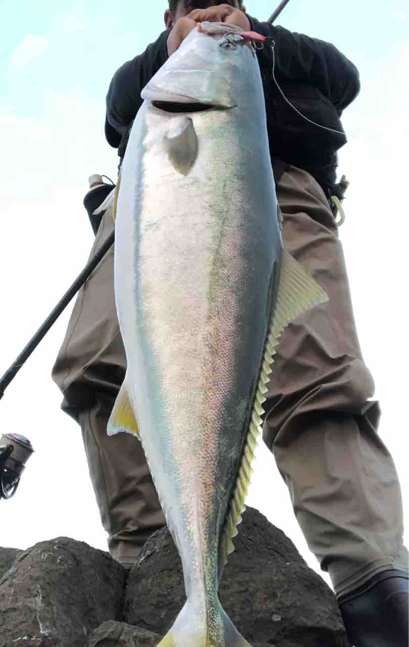 スチールミノーでブリにマダイにサゴシにハマチ その Y師匠の釣りブログ スチールミノーでブリにマダイにサゴシにハマチ その Y師匠の釣りブログ