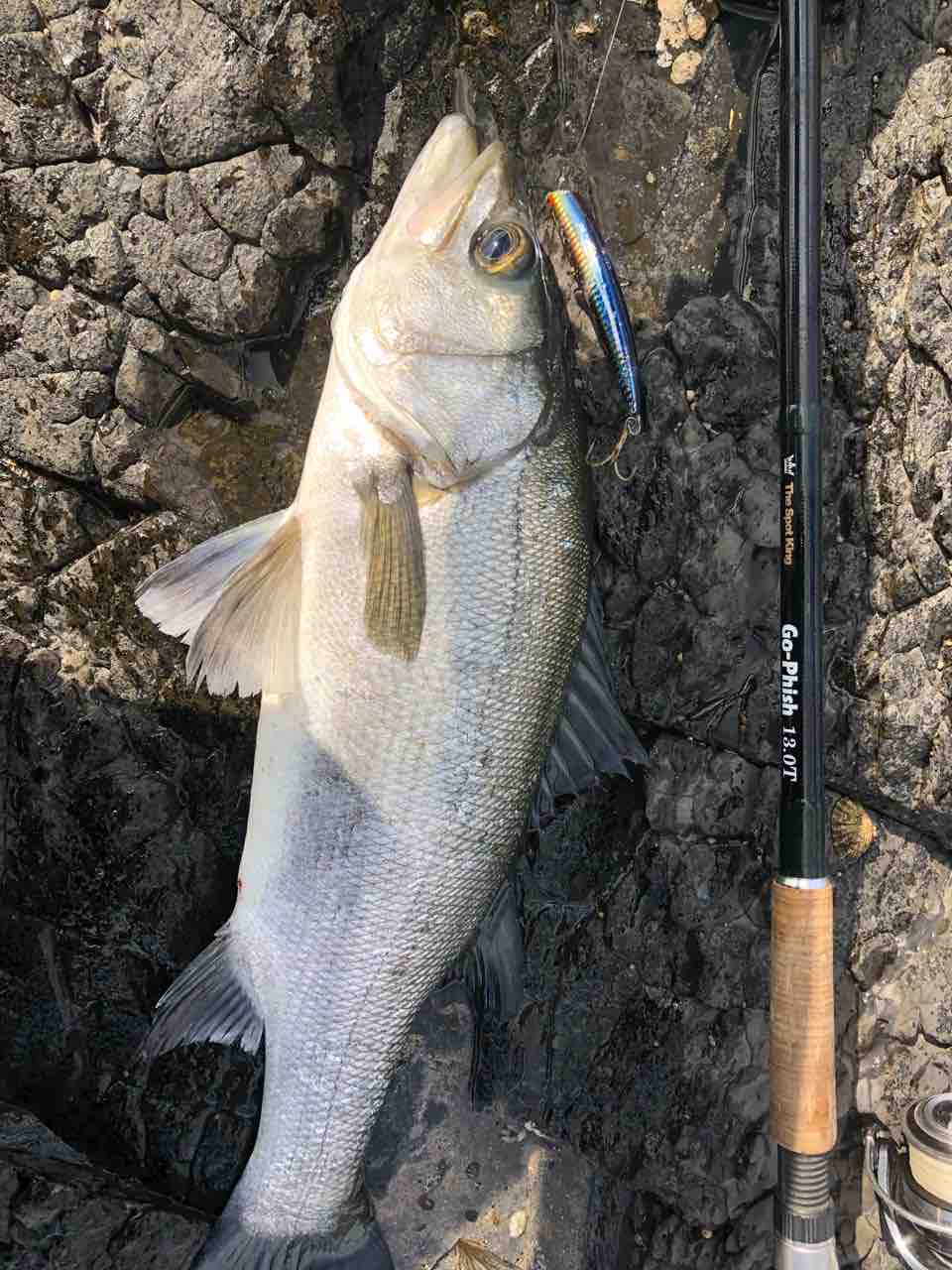 カモン！！南紀のヒラスズキ！！ : Y師匠の釣りブログ