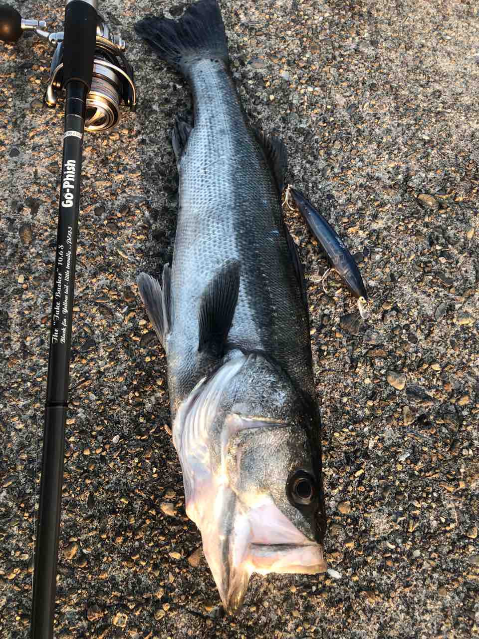 朝はマルスズキ 午後はヒラスズキ Y師匠の釣りブログ