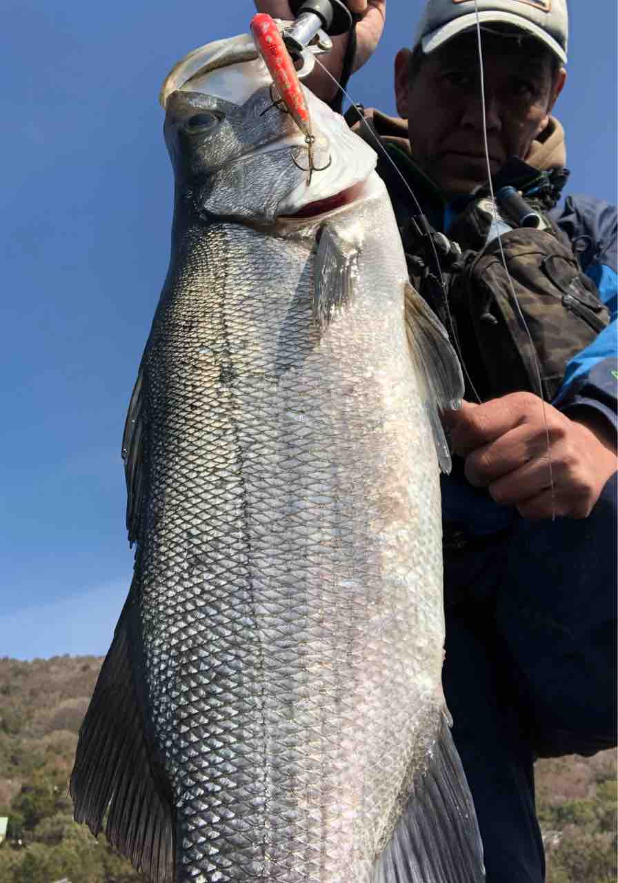 朝はマルスズキ 午後はヒラスズキ Y師匠の釣りブログ