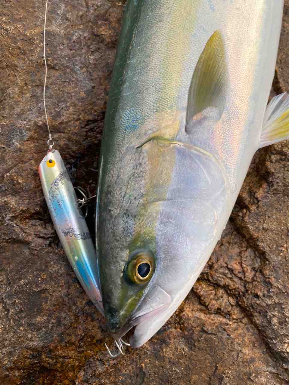 青物 Y師匠の釣りブログ