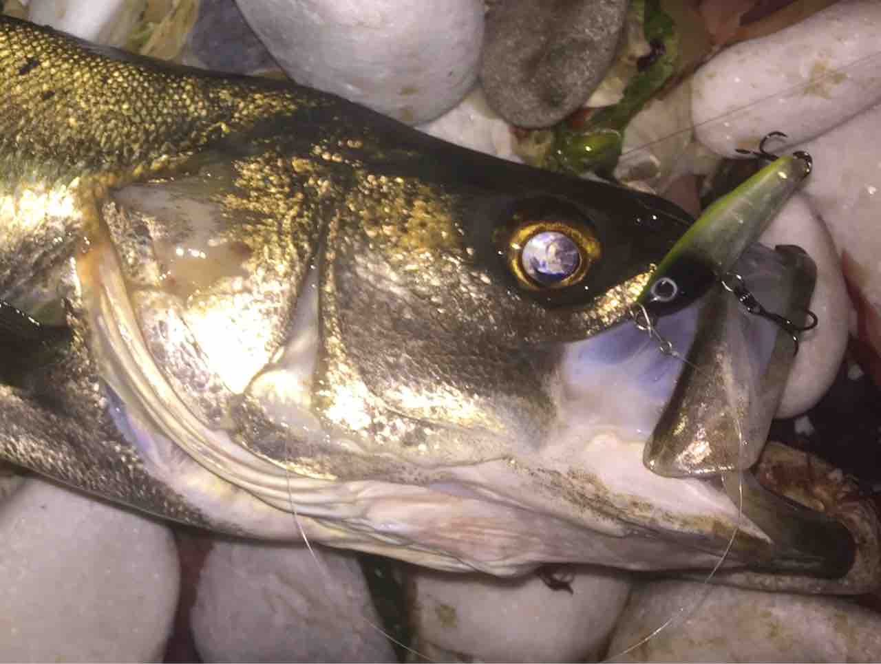 パニクルミニぶっ飛びメバルチューン Y師匠の釣りブログ