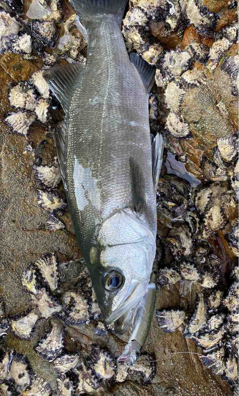 ヒラスズキ快釣 高知のシャローで辻本さんと遊ぶ Y師匠の釣りブログ