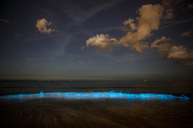 noctiluca