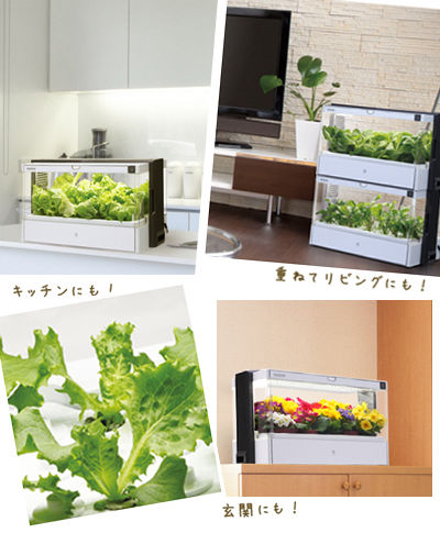 オシャレな水耕栽培キットでルッコラやレタスを育てましょ Waiwai Oasis オシャレな水耕栽培キットでルッコラやレタスを育てましょ Waiwai Oasis