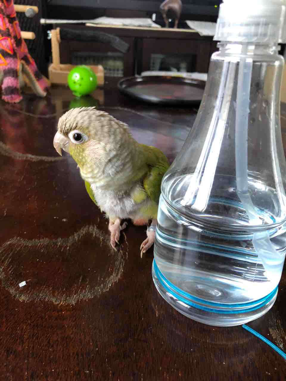オカメインコホワイトフェイスはチークがある？ : waka ⭐ のの