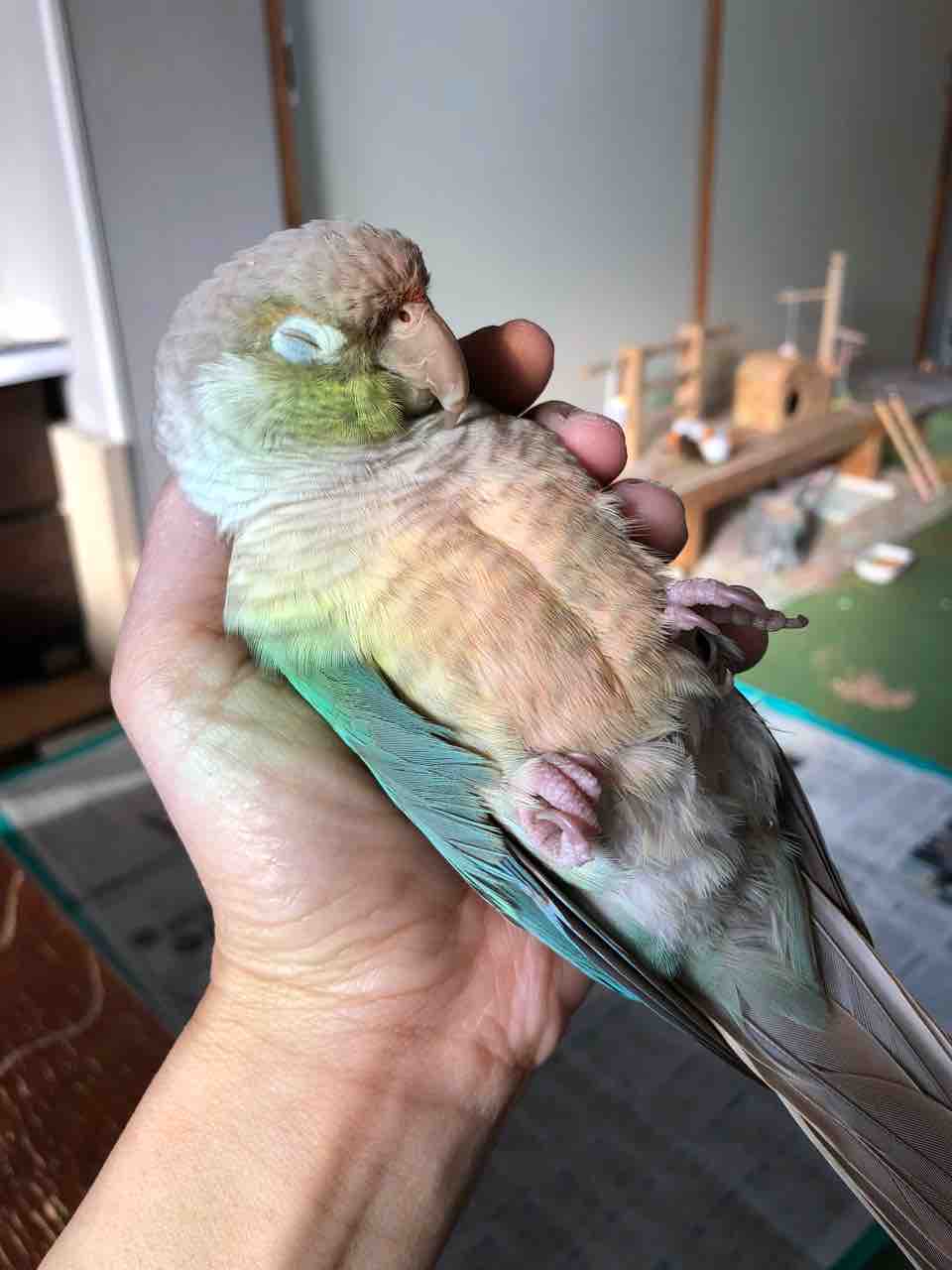 ウロコインコの不思議 Waka のの のあ そしてぎずも ウロコインコの不思議 Waka のの のあ そしてぎずも