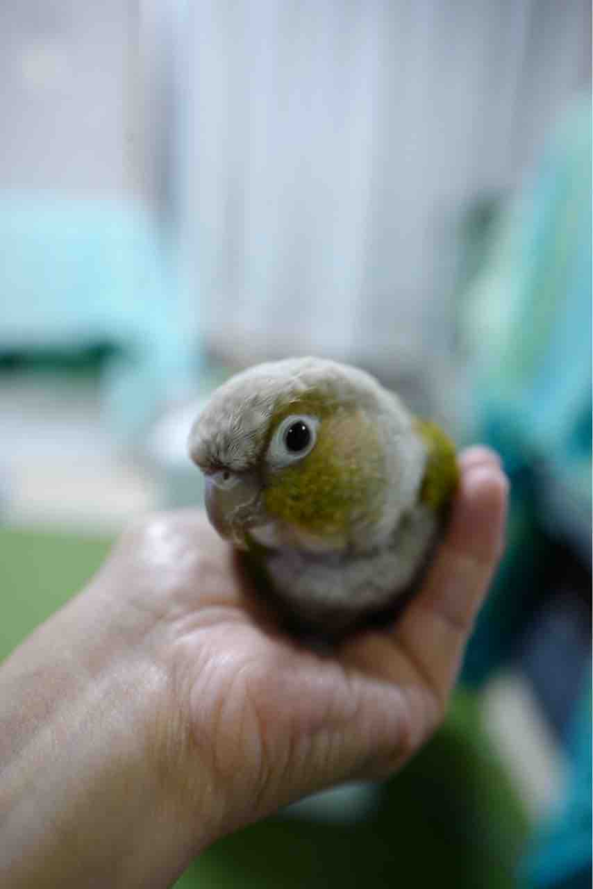 ぎっちゃんは懐かない子でした Waka のの のあ そしてぎずも ぎっちゃんは懐かない子でした Waka のの のあ そしてぎずも