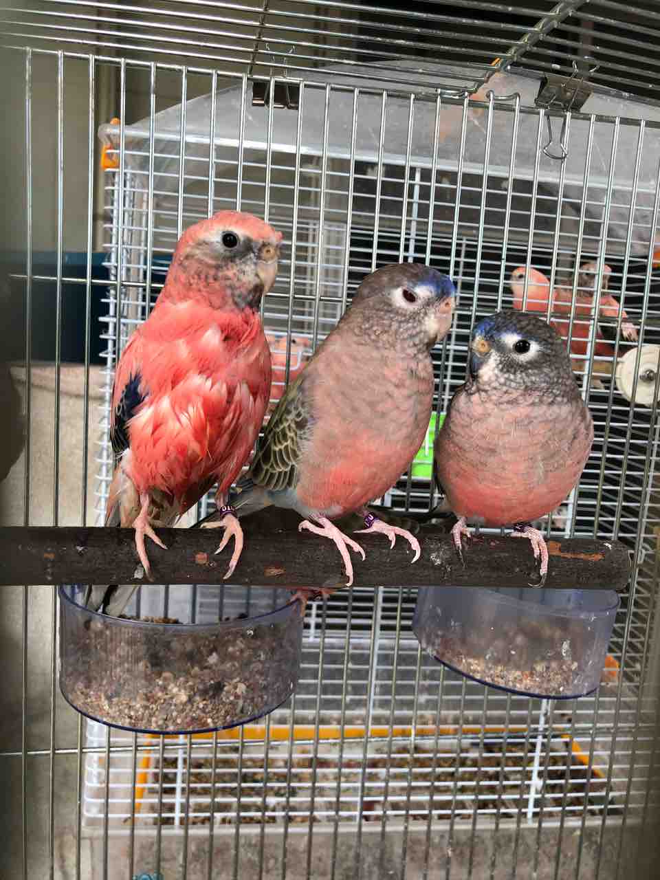 アキクサインコ ブリーダー 静岡 アキクサインコ ブリーダー 静岡