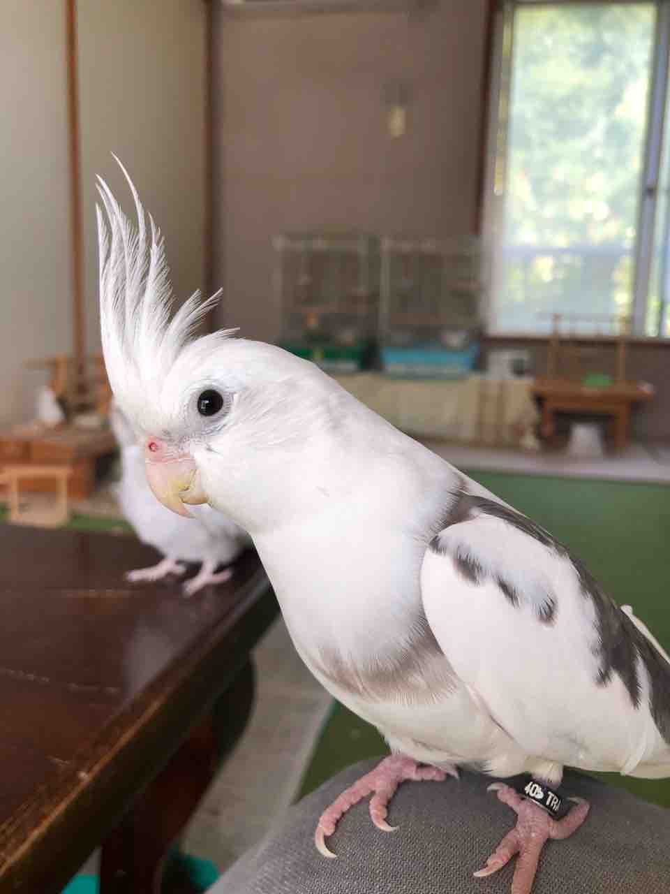 バードショップ ナガシン – ページ 27 – オカメインコ等の小鳥の