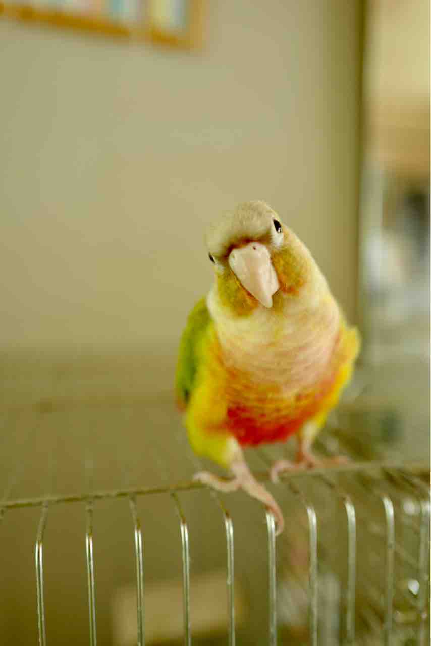 面白い顔 Gizmo3131のブログ