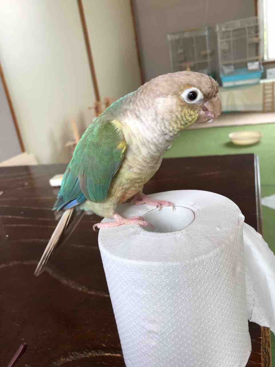 正式名はホオミドリウロコインコ Waka のの のあ そしてぎずも
