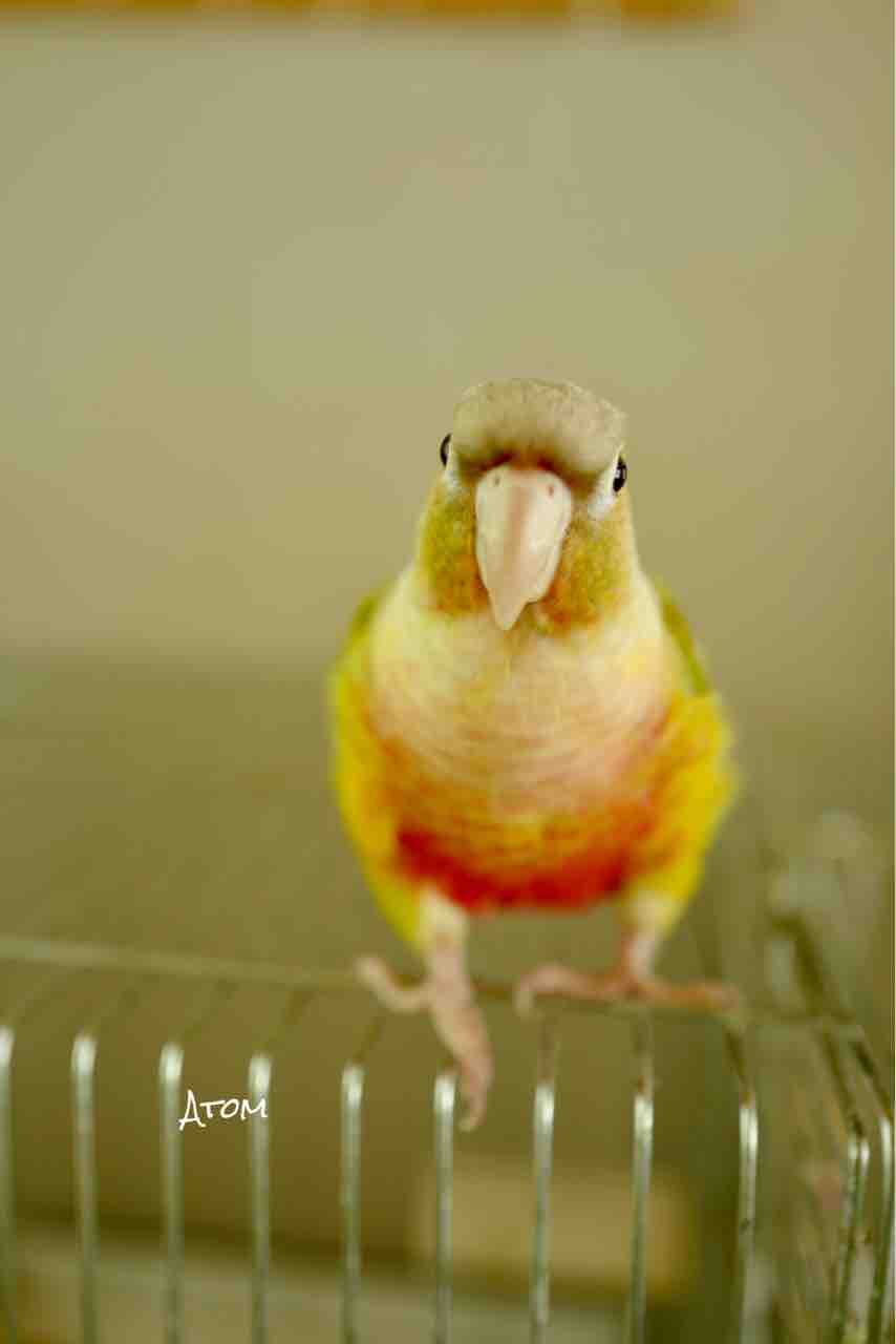 面白い顔 Gizmo3131のブログ