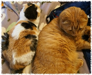 NAOrHjnhRZo2UBl1459773838_1459773869