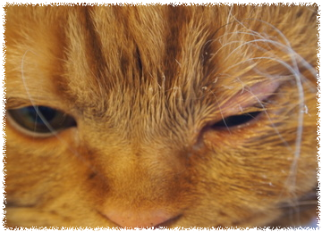 uxmXgBA0rVdDNnj1474959739_1474959764