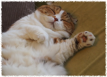 lSCNEXJqz6ovwnd1466671830_1466671853