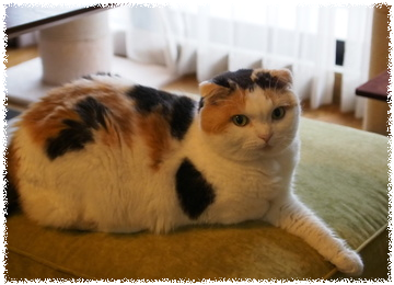 JgGxIiBke6tuC4T1474960426_1474960445