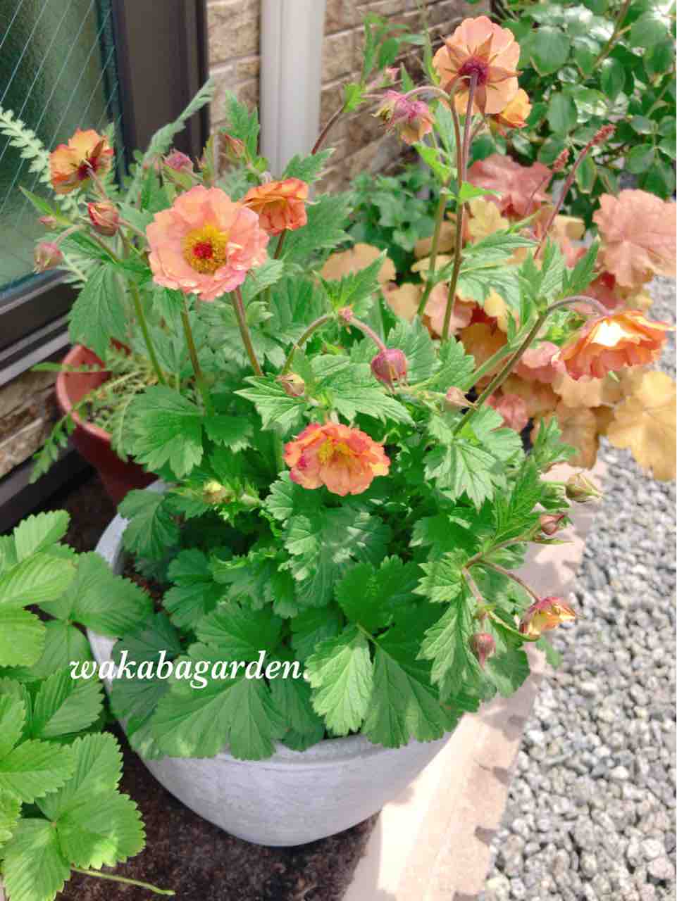 アジサイにも蕾 わかばのローズガーデン