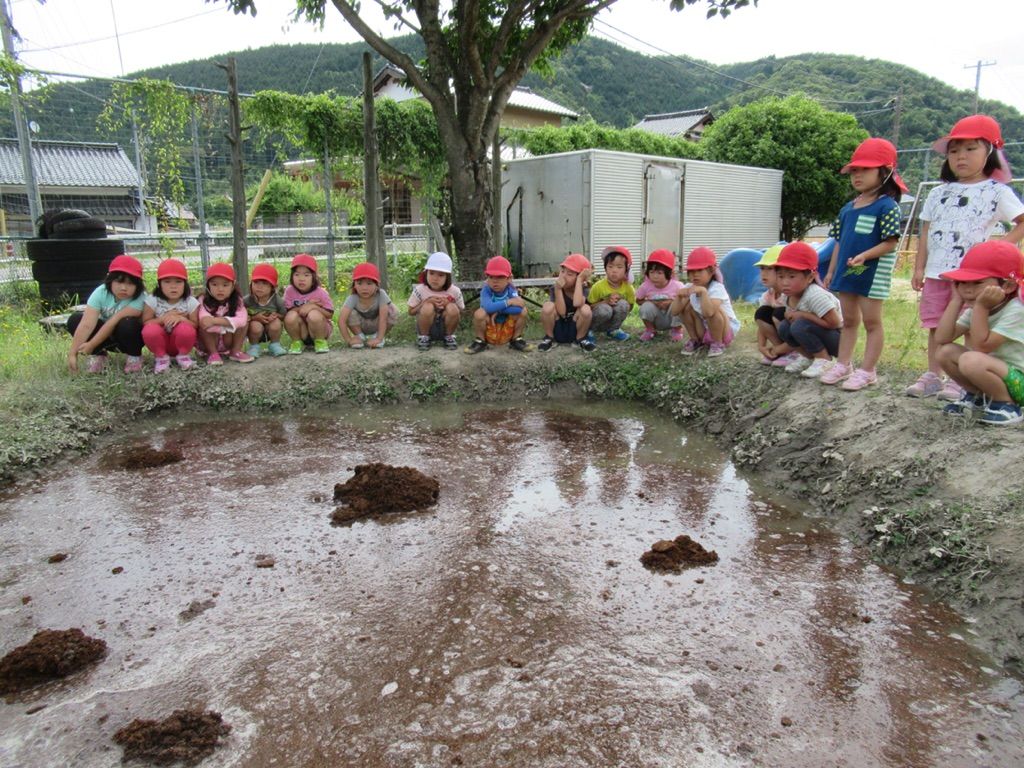 田んぼ じゃがいも掘り お弁当の日 社会福祉法人 若葉福祉会 若葉保育園