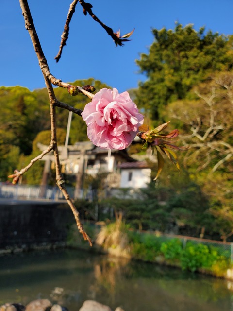 2020-04-16しだれ桜開花005