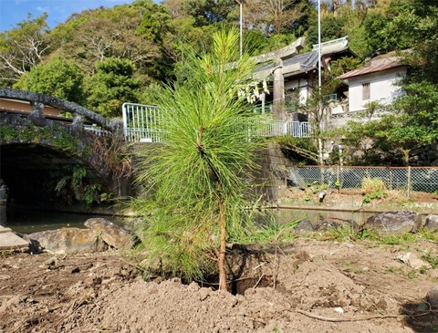 2020.10.19三鈷の松　植樹