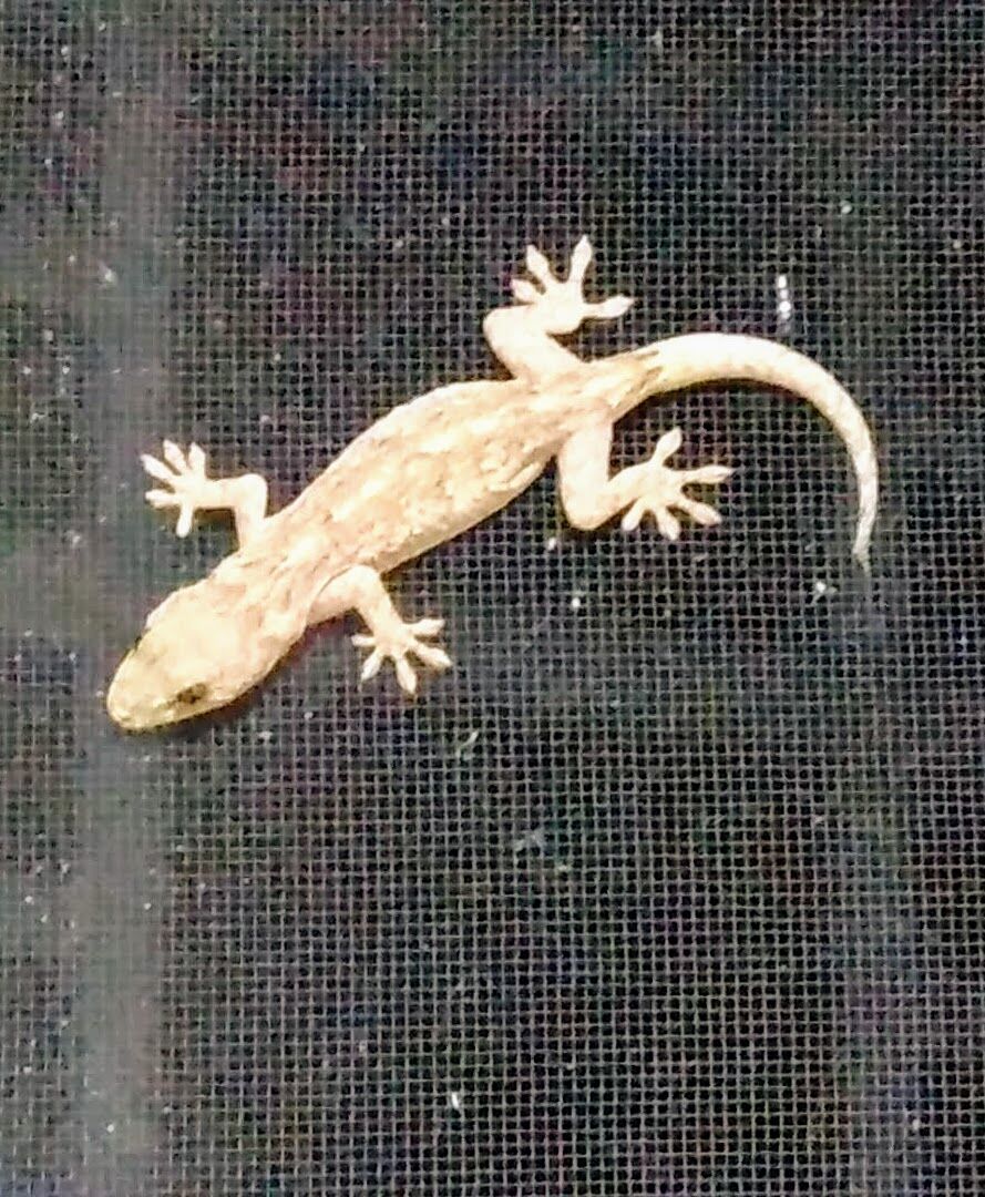 かべちょろの侵入 思い出す爬虫類の恐怖 ａｄｈｄ人生奮闘ブログ な んとかなるさ