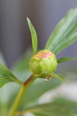 芍薬20220418家