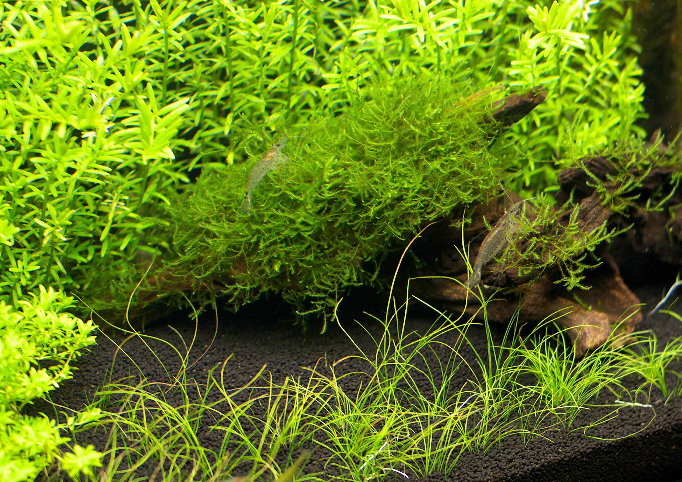 ブラックモーリー 間違いだらけの水草水槽 ブラックモーリー 間違いだらけの水草水槽