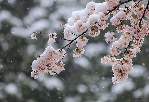 雪　桜