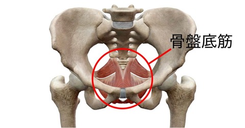 pelvicfloormuscle-1024x538