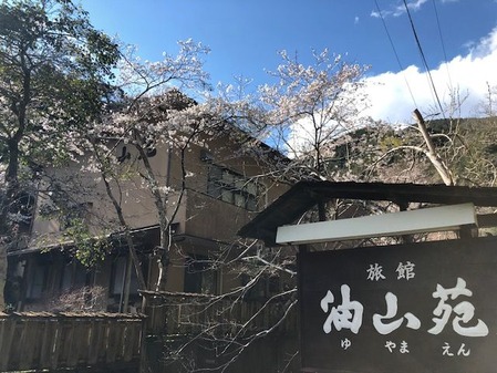 2019桜